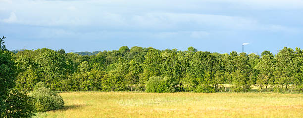A scenic outdoor view of a peaceful countryside setting featuring a diverse forest of lush green summer foliage adjoining a vibrant golden-hued meadow, all beneath a serene and slightly cloudy blue sky.