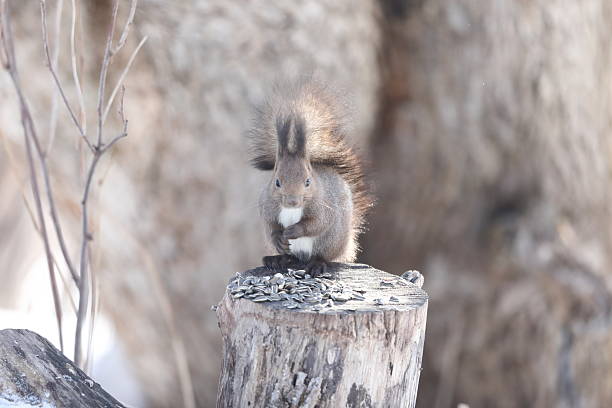 Hokkaido Squirrel (Sciurus vulgaris orientis) in Hokkaido, Japan