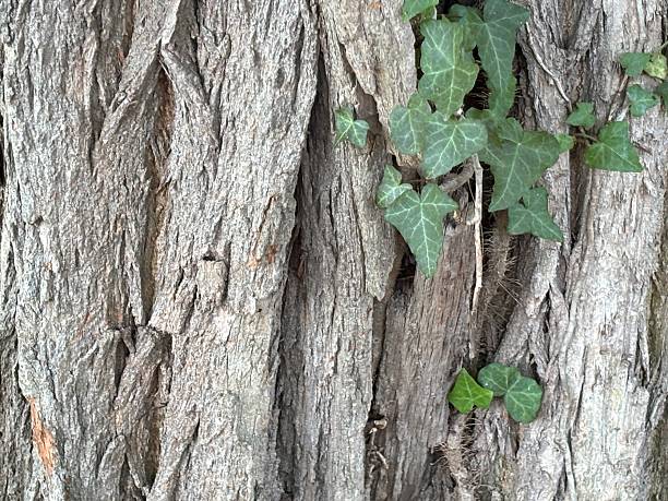 Close-Up of the trunk of an ancient tree with ivy climbing up on it