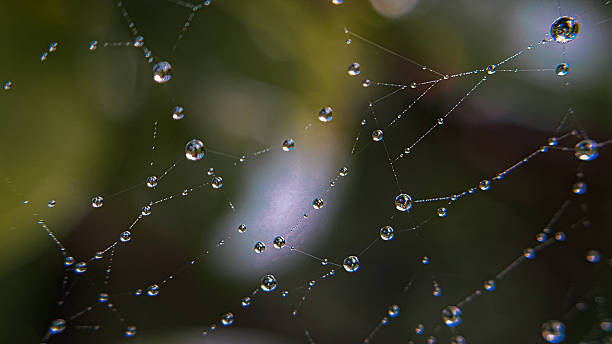 istock Drops on a spider web in macro photography 2227045670