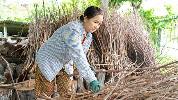 A woman carefully arranging branches in rural setting, showcasing her dedication to her work. scene reflects connection to nature and traditional practices