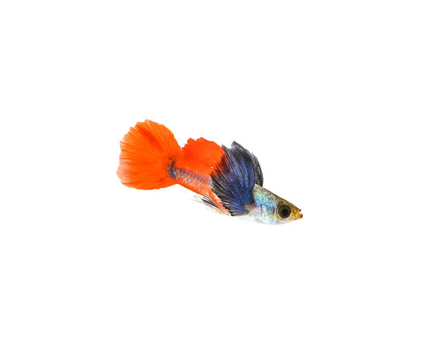 istock Red Tail Platinum Elephant Ear Guppy is isolated 2227047934