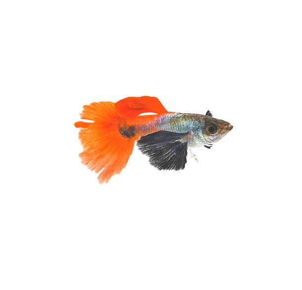 istock Red Tail Platinum Elephant Ear Guppy isolated on white background 2227047961