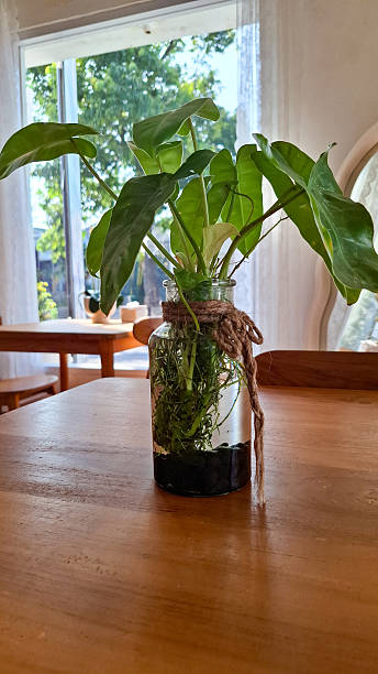 istock Minimalist Indoor Plant in Glass Jar 2227048304