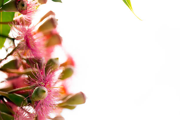 Flower of Malay apple on tree