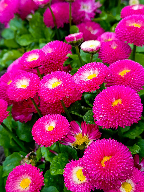 istock Daisy perennial pompom 'Pomponette'. Close-up, selective focus. Vertical photo. 2227051566