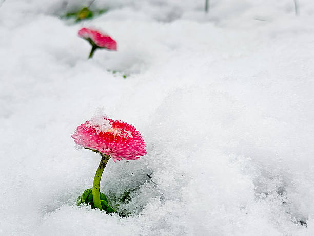 Blooming daisy in the snow. Winter in Sochi.