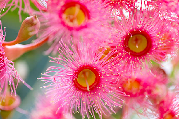 istock Closeup beautiful Gum tree pink flowers and buds, background with copy space 2227053541