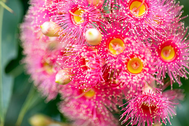 istock Closeup beautiful Gum tree pink flowers and buds, background with copy space 2227054190