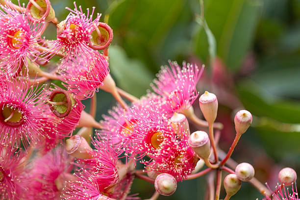istock Closeup beautiful Gum tree pink flowers and buds, background with copy space 2227054442