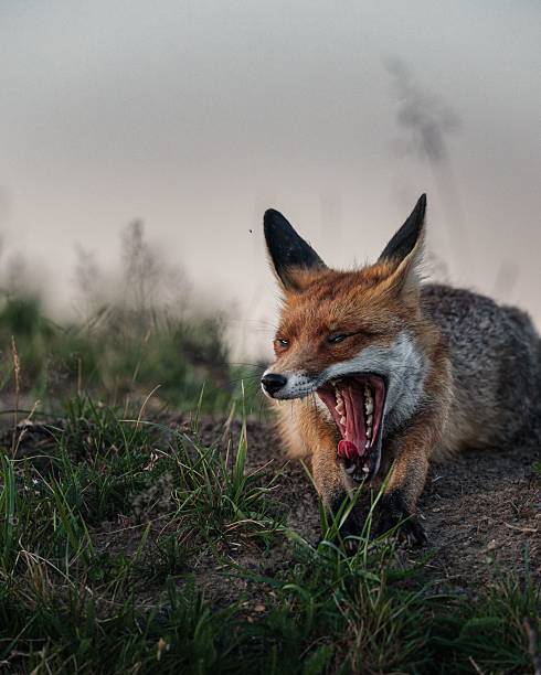istock Yawning Red Fox in a Grassy Field 2227056006