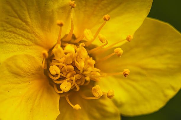 A look into the heart of nature – so close that you can quickly feel the scent. The delicate stamens and filigree structures of this yellow flower reveal their own little world under the macro lens.