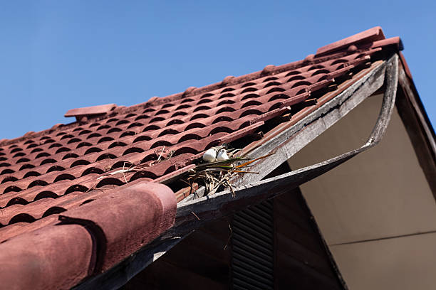 istock Birds nesting under old roof that loose or broken tiles and eaves. 2227056504