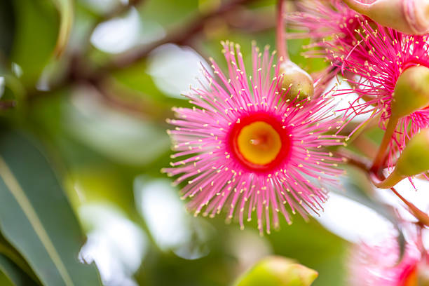 istock Closeup beautiful Gum tree pink flowers and buds, background with copy space 2227056910
