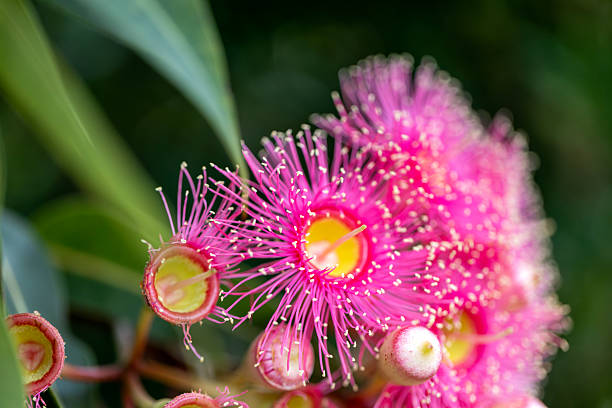 istock Closeup beautiful Gum tree pink flowers and buds, background with copy space 2227056975