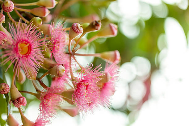 istock Closeup beautiful Gum tree pink flowers and buds, background with copy space 2227057096