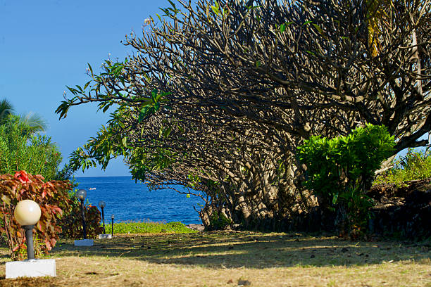 Beautiful picture of plumeria tree in the garden of a hotel in moroni, Comores