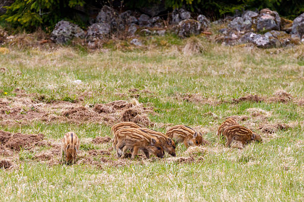 Wild boar (Sus scrofa)