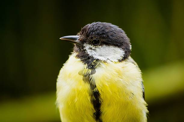 Close-up of a great tit bird with vibrant yellow and black plumage against a blurred green background.