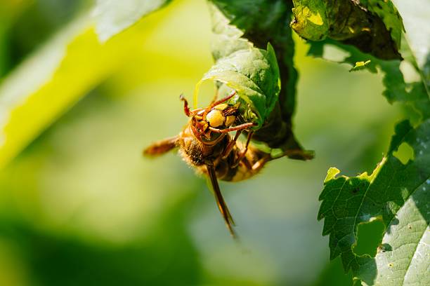istock Hornet on a Green Leaf Close-up 2227058494
