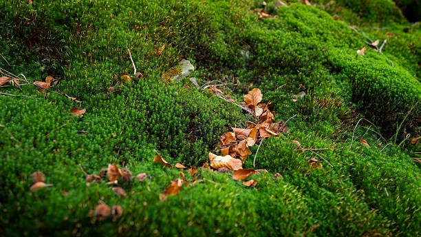 istock Green moss and brown leaves in a forest. 2227058513