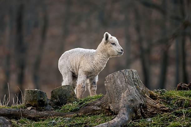 A young lamb standing on a grassy hill with a blurred forest background, showcasing nature and wildlife.