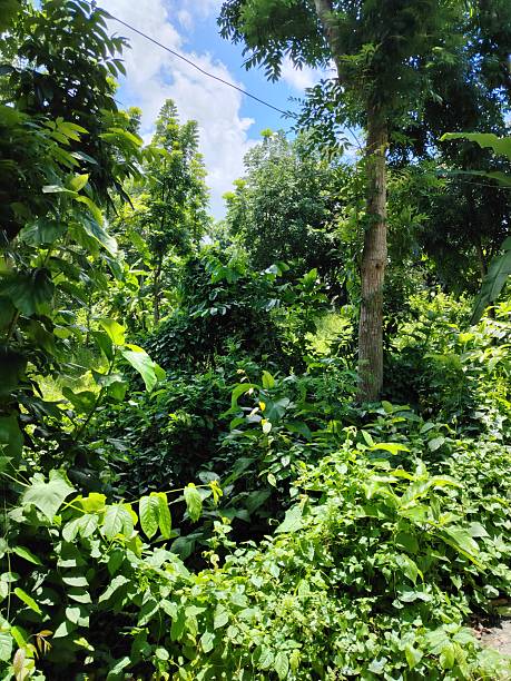 istock Lush vibrant forest with dense greenery and towering trees in serene atmosphere 2227058659