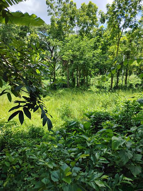 istock Rural landscape with surrounding green plants 2227058750
