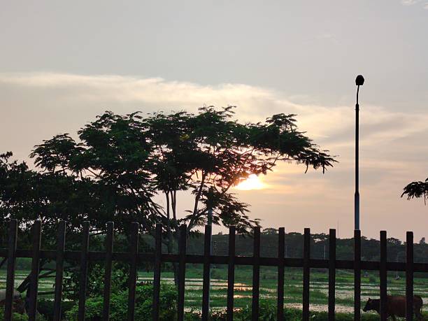A stunning natural scene at dusk featuring a vibrant sunset, silhouetted trees, lush greenery, and tranquil water below. Captures the peaceful essence of rural landscapes filled with scenic beauty.