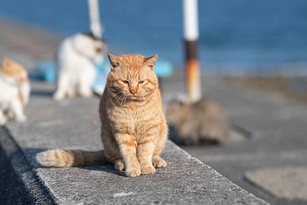 istock Cute cat sitting on the embankment 2227060440