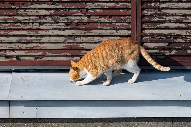 The gestures of a cat sniffing a scent