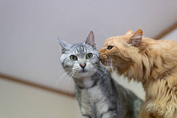 istock Cute cats sniffing each other 2227061157