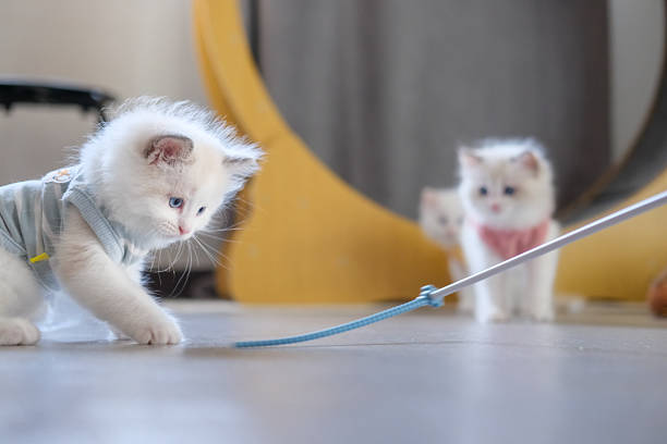 2 months old ragdoll kittens playing with a cat teaser together. domestic cat