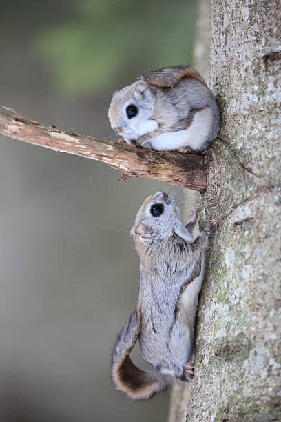The Ezo flying squirrel (Pteromys volans orii) or Ezo-momonga is a subspecies of the Siberian flying squirrel. It is endemic to Hokkaido, Japan