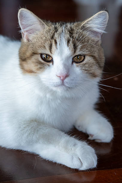 istock Brown tabby and white British Shorthair cat looking into the camera 2227062442