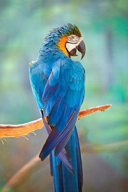 Blue-and-yellow macaw (Ara ararauna) bird sitting on the tree