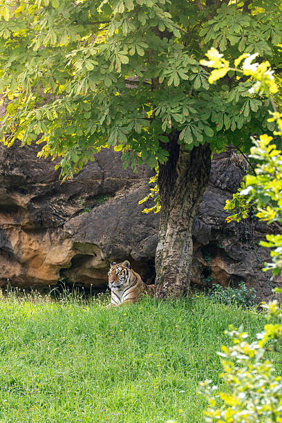 Eyes of the Jungle King
