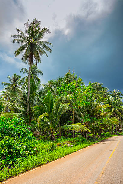 istock Jungle before the tropical storm 2227070216