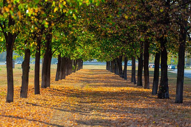 The park landscape with a long alley
