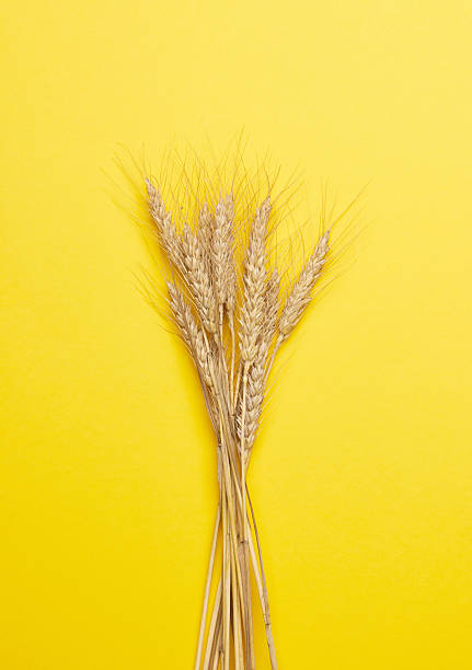 istock Ears of wheat on a yellow 2227070883