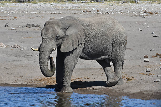 African elephant drinks water at a waterhole in Etosha National Park, Namibia, Africa