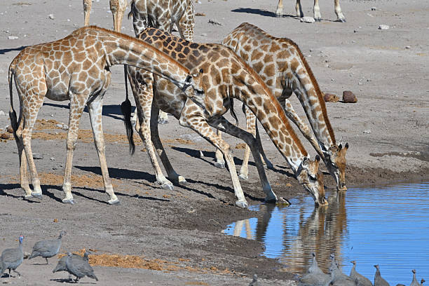 Giraffes (Giraffa camelopardalis) drinking at the waterhole in the Etosha National Park, Namibia, Africa