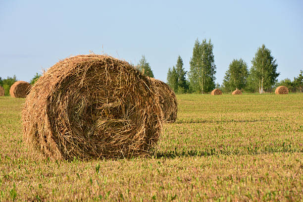 istock Hay Bales in a Field under a Clear Blue Sky summer landscape 2227072153