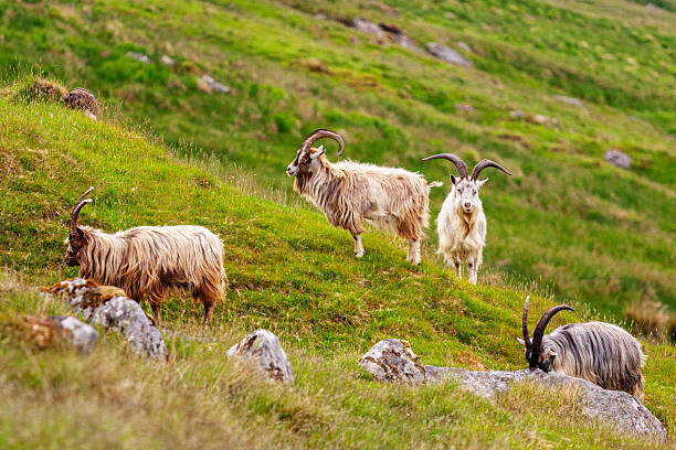 Four feral goats with long shaggy coats and curved horns graze on the moss-covered hillside among granite boulders in Glendalough, County Wicklow, representing Ireland's critically endangered indigenous goat breed living wild in the mountains. The scene symbolizes cultural heritage and conservation, representing how ancient bloodlines and traditional ways of life persist in Ireland's rugged landscapes, connecting modern Ireland to its pastoral past.