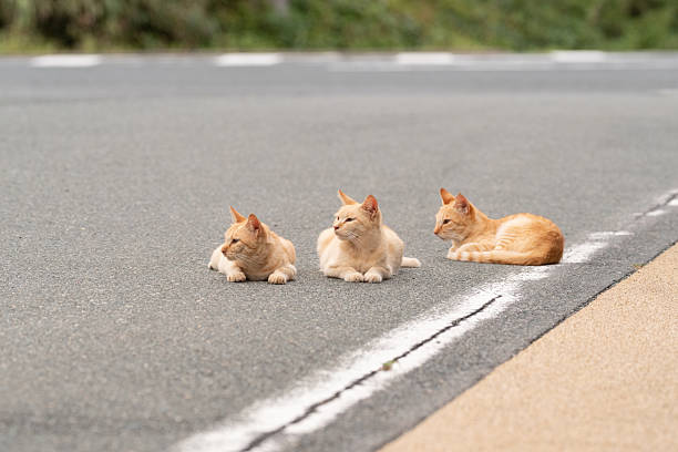 animal, domestic cat, animal themes, nature