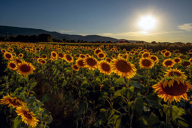 istock Field with sunflowers 2227075243