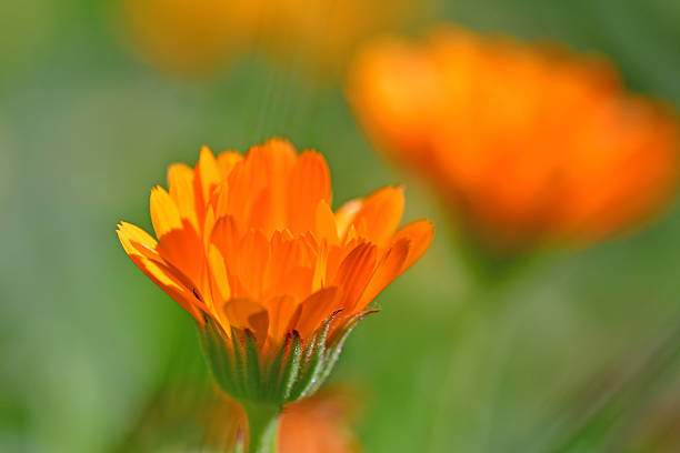 istock marigold, medicinal herb with flower 2227076519