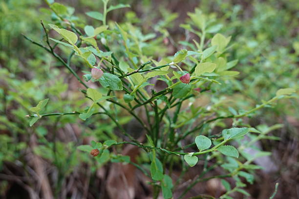 istock Wild blueberry plant growing in the forest 2227080840