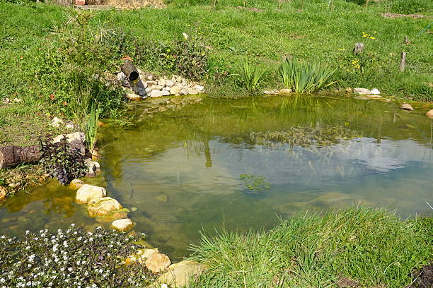 istock Small artificial pond with murky water in a lush garden 2227081028