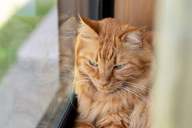 istock Cute cat relaxing by the window 2227082065